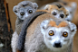 法国摩罗斯的一个动物园里，2头只有三个月大的狐猴正趴在母亲的身上玩耍。每年，这个动物园将会迎来250到350头新生狐猴。