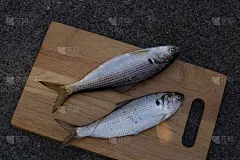 河野四郎(点缀砂囊鲥鱼)