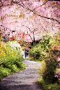 Kyoto cherry blossoms, Japan