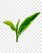 毛尖绿茶高清图片产品实物PNG图片➤来自 PNG搜索网 pngss.com 免费免扣png素材下载！