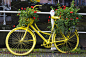 黄色的自行车贴着花盆，天竺葵，贴着荷兰运河的白色篱笆