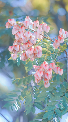 蓝旭晨采集到花、植物