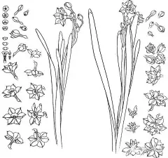 书画联盟丨工笔白描花卉写生方法 及一组白描花卉素材 : 书画联盟丨工笔白描花卉写生方法 及一组白描花卉素材,写生,书画,工笔,白描,牡丹