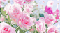 粉红色花图片:玫瑰,粉玫瑰