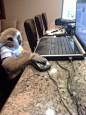 code monkey