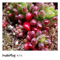 莹莹鲁的多肉名片