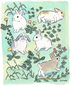 木集采集到兔兔