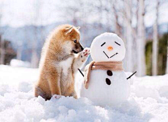 深情是一桩悲剧采集到雪人得故事