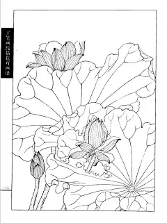 工笔线描荷花画谱，太美太实用！