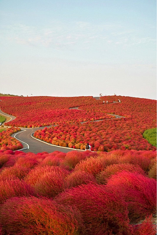 Kochia Hill，常陆那珂市，日本