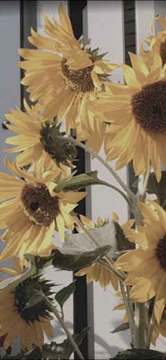 (勿改描述)@你看那是岸_朱夫人（由于壁纸有一部分自制，所以转壁纸请加关注注明出处，蟹蟹）平铺，可爱，女王范，黑色，黑白，白色，锁屏，ins风，潮，御姐，动漫，卡通，风景，古风，流行，欧美，情侣壁纸