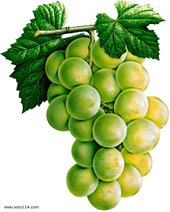 海阔-燕飞采集到fruit