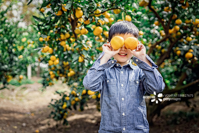 水果,果园,采摘,橙子,男孩图片素材
