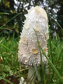 潮湿的蘑菇