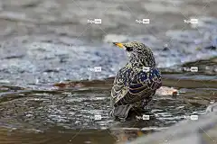 鸟 Windows壁纸 4K壁纸 笔记本电脑壁纸 自然背景 普通八哥