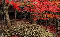 日本庭院观秋火红枫叶摄影电脑壁纸图片大全（二）