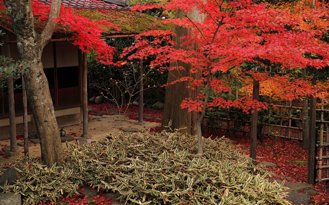 日本庭院观秋火红枫叶摄影电脑壁纸图片大全二