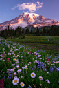 Wildflowers, Mt. Rainier, Washington
photo via joyce