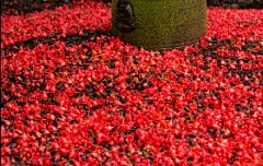 刚才在朋友圈里有学植物的朋友将答案告诉小简啦~答案就是：澳洲火焰木（Brachychitonacerifolius） 也叫槭叶萍婆、火焰酒瓶树。原产澳大利亚。花朵盛开时整棵树都是鲜红的颜色。十分抢眼哦！