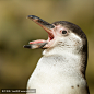 洪堡企鹅的特写镜头
Close-up of a humboldt penguin
