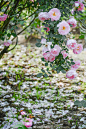 @爱植物的梨子：中山植物园，蔷薇园，月季和蔷薇盛放 ​​​