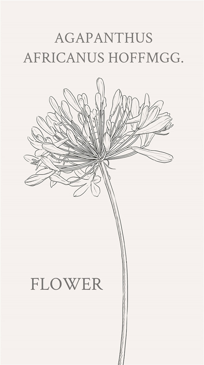 百子莲（学名：Agapanthus af...