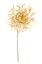 YUKI-MPV插画植物 (112)