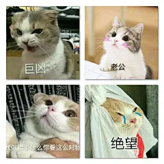 一大波萌出血的猫咪表情包，超喜欢惹