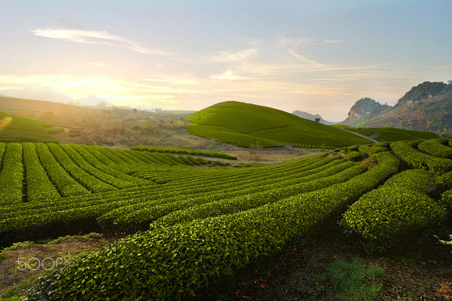 Tea Hills Farms by N...