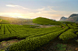 Tea Hills Farms by Nguyen Cuong on 500px