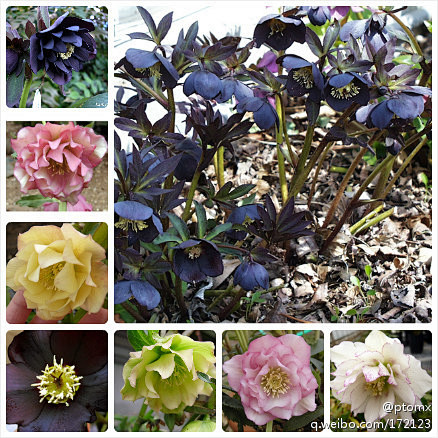 自种天然：Helleborus L. 铁...