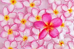 Plumeria花