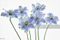 Blue flowers : Photo