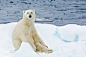 由于全球变暖北极熊找不到食物开始饥不择食，只能喝机油啃电池充饥。北极圈里曾经震撼的冰山，在短短的几个月里化成了稀疏的几片浮冰，北极熊不得不在之间奔跳，远行20公里才能找到些许食物。摄影师Marco Gaiotti拍摄了这些震撼人心的画面，为的是给生活在都市里的人类提醒，气候变化远比你想象的严重。冰川融化，海平面上升，土地被淹没，现在快灭绝的是北极熊，而下一个灭绝的可能就是人类。