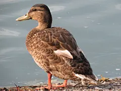 鸭子轮高清图片素材