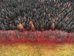 红树叶-苏格兰