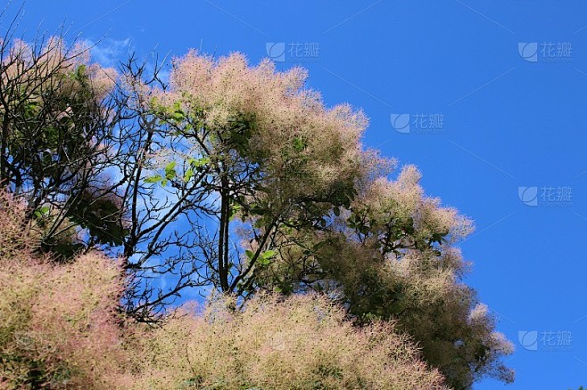 毛茸茸的粉色烟树，黄栌