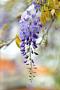 紫藤花png_百度图片搜索
https://image.baidu.com/search/wiseala?tn=wiseala&ie=utf8&from=ala&fmpage=search&fm=rs3&word=%E7%B4%AB%E8%97%A4%E8%8A%B1png&oriquery=%E7%B4%AB%E8%97%A4png&pos=rsmiddle9&hs=1&pn=461&adtype=&adid=&am