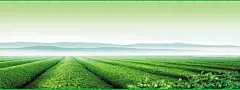 茶叶背景海报 高山 背景 设计图片 免费下载 页面网页 平面电商 创意素材