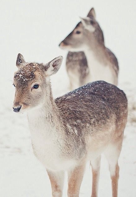 雪 · 动物 · 生灵