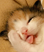吐舌头的小猫猫，这个舌头真可爱