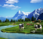 牧场,乳牛,大农场,雪山,瑞士正版图片素材