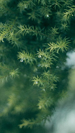 忠厚老实的潘某人采集到风景