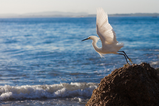 little egret by ivan...