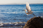 little egret by ivano buat on 500px