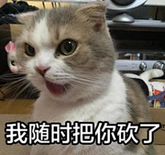 冰糖啊！采集到猫咪呀