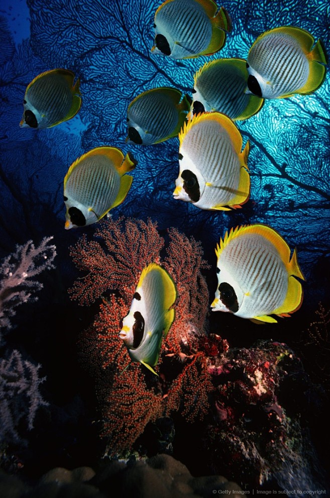 Panda Butterflyfish