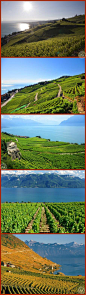 [瑞士拉沃葡萄园] 瑞士拉沃（Lavaux）葡萄园拥有世界上最美的风景。如果您觉得难以置信，就请乘车从伯尔尼到洛桑走走。没人能不被沿途的梯田葡萄园，日内瓦湖景和白雪皑皑的高山所吸引。11世纪以来，葡萄园种植者就在日内瓦湖岸这段30公里长的葡萄园上开垦梯田，建造石墙，创造了美妙的葡萄园文化与风景。