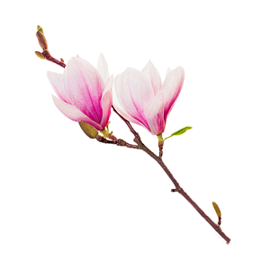一枝花