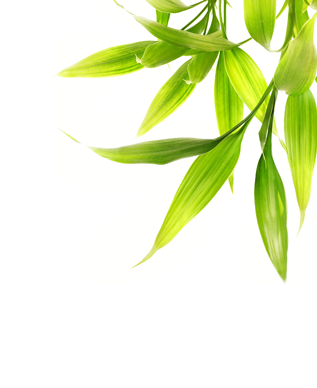 剪叶子